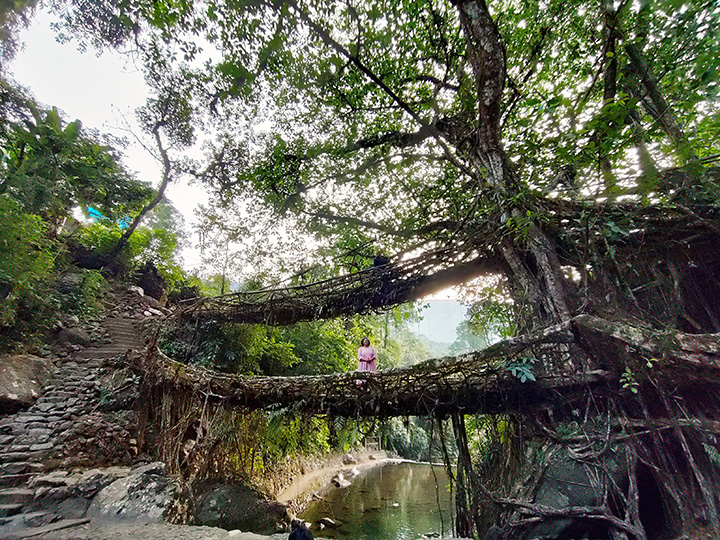 waterfall and rain forest